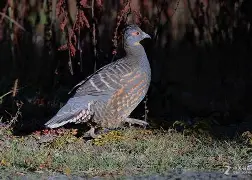 爱游戏 -丕指定賲賱氐赗乇爻賰爻胤賷夭hd